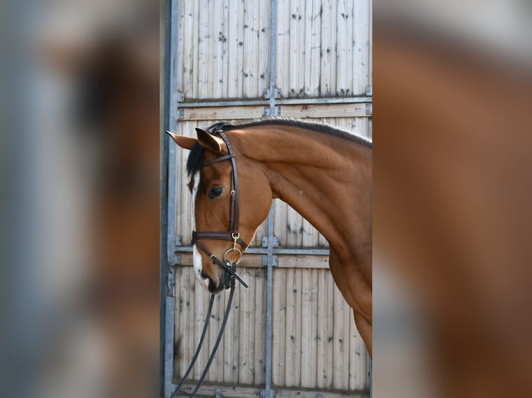 KWPN Ruin 5 Jaar 174 cm Bruin in Geilenkirchen