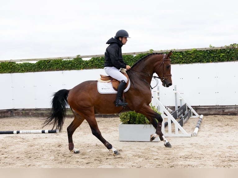 KWPN Ruin 5 Jaar 174 cm Bruin in Waddinxveen