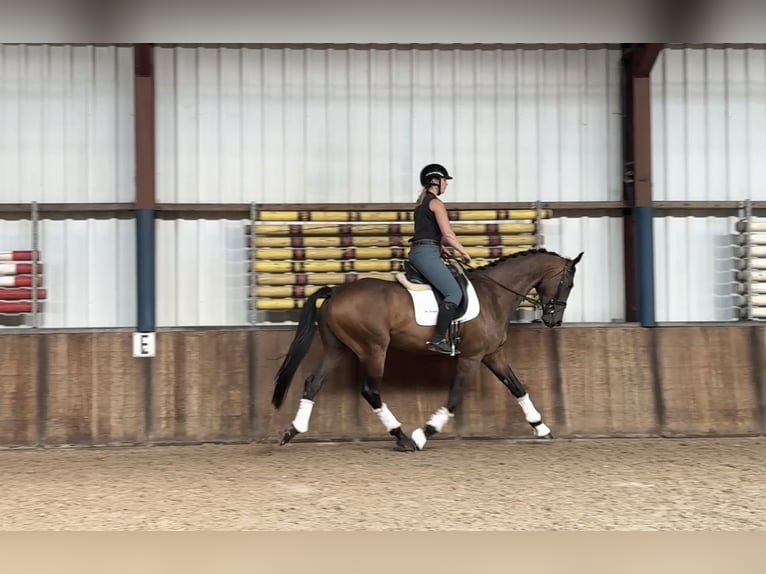 KWPN Ruin 5 Jaar 174 cm Donkerbruin in Oud Gastel