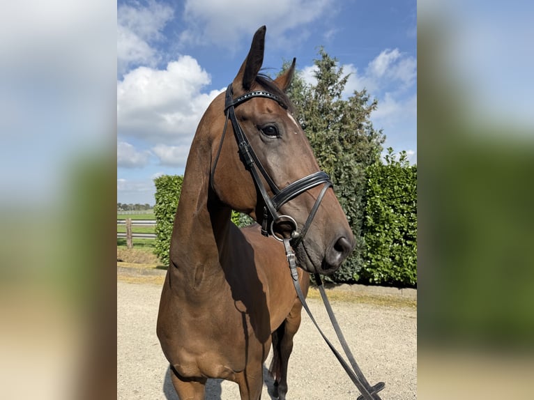 KWPN Ruin 5 Jaar 174 cm Donkerbruin in Oud Gastel