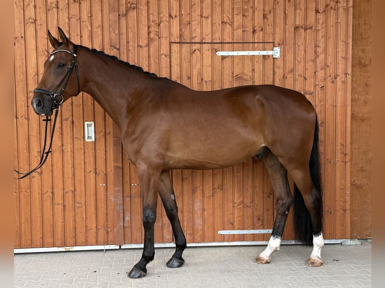 KWPN Ruin 5 Jaar 175 cm Bruin in Wermelskirchen