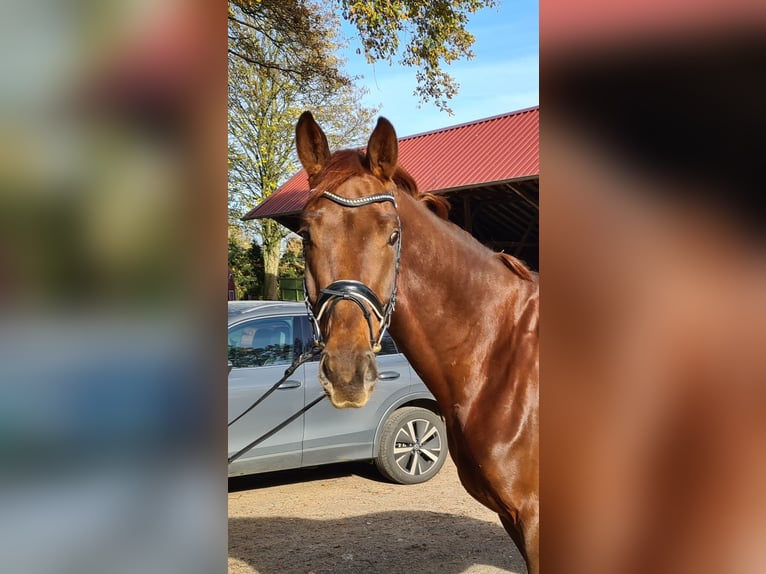 KWPN Ruin 5 Jaar 175 cm Donkere-vos in Dorsten