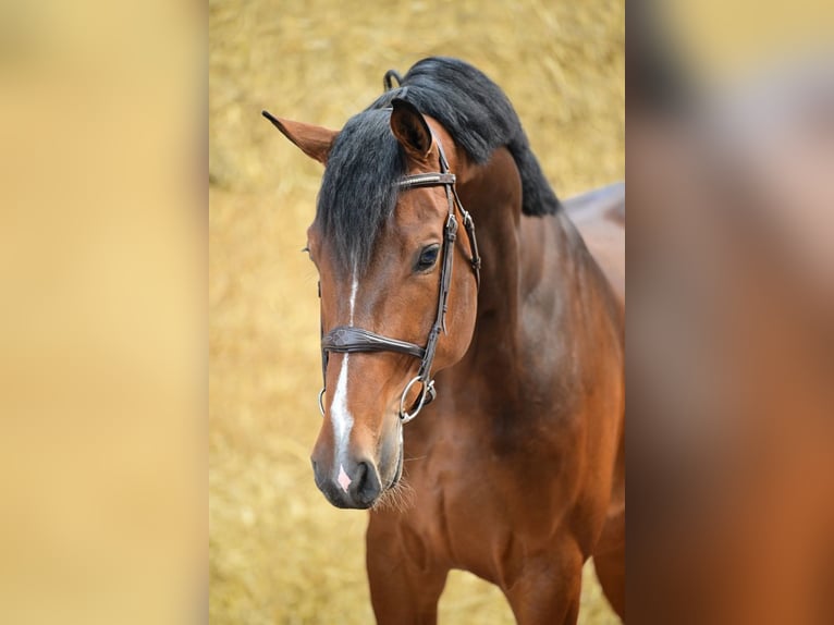 KWPN Ruin 5 Jaar 175 cm Roodbruin in Bladel