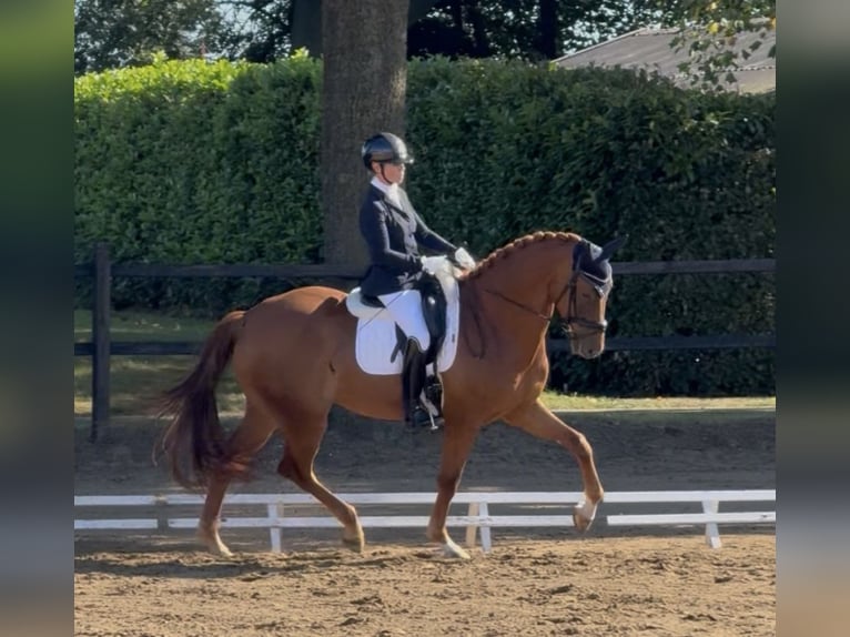 KWPN Ruin 5 Jaar 175 cm Vos in Halle