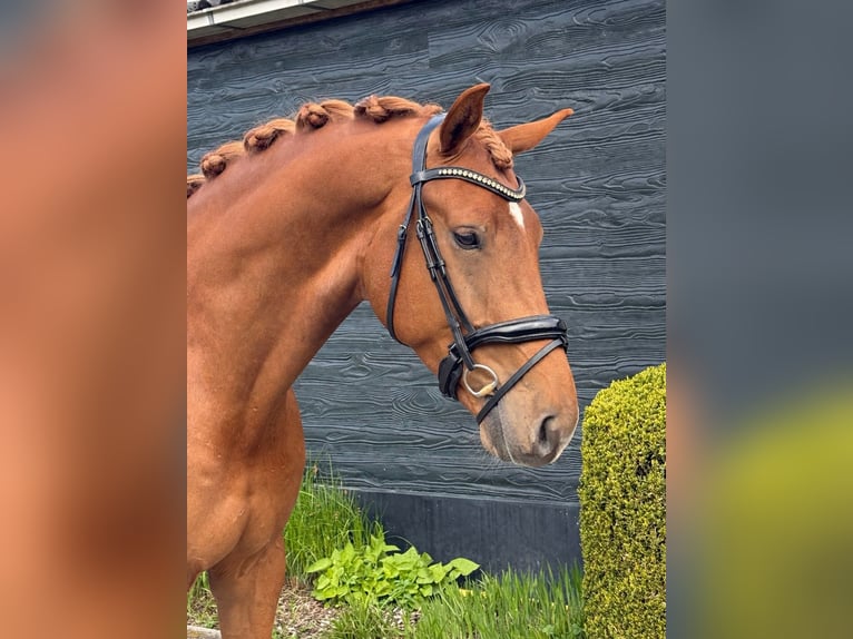 KWPN Ruin 5 Jaar 175 cm Vos in Halle