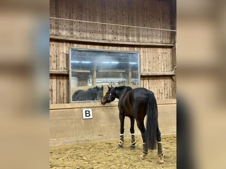 KWPN Ruin 5 Jaar 176 cm Donkerbruin in K&#xF6;ln