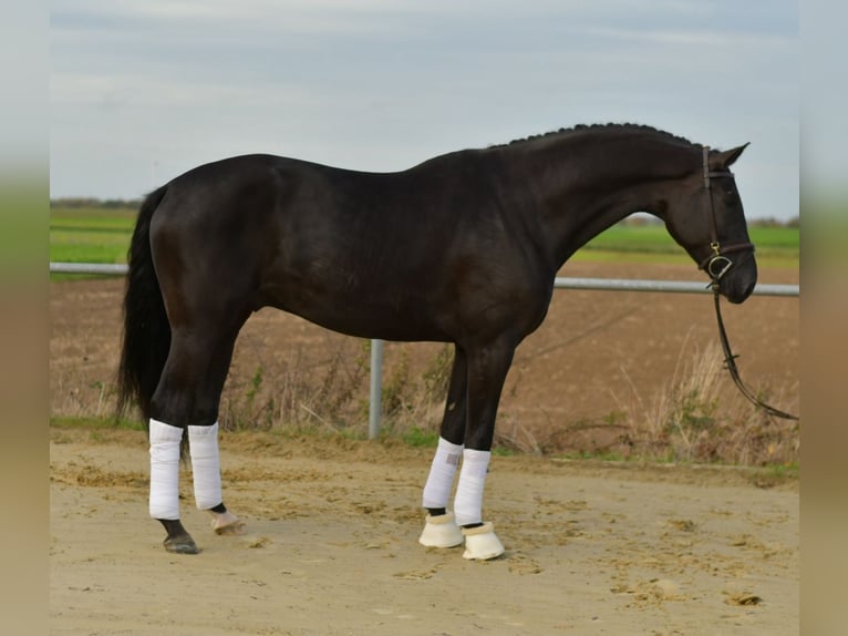 KWPN Ruin 5 Jaar 176 cm Zwart in Geilenkirchen