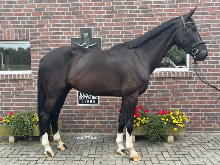 KWPN Ruin 5 Jaar 176 cm Zwartbruin in Bawinkel