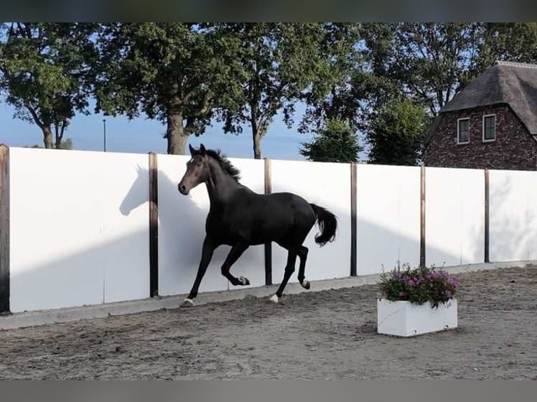 KWPN Ruin 5 Jaar 177 cm Donkerbruin in Waddinxveen