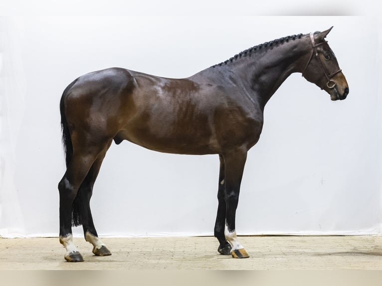 KWPN Ruin 5 Jaar 178 cm  in Waddinxveen