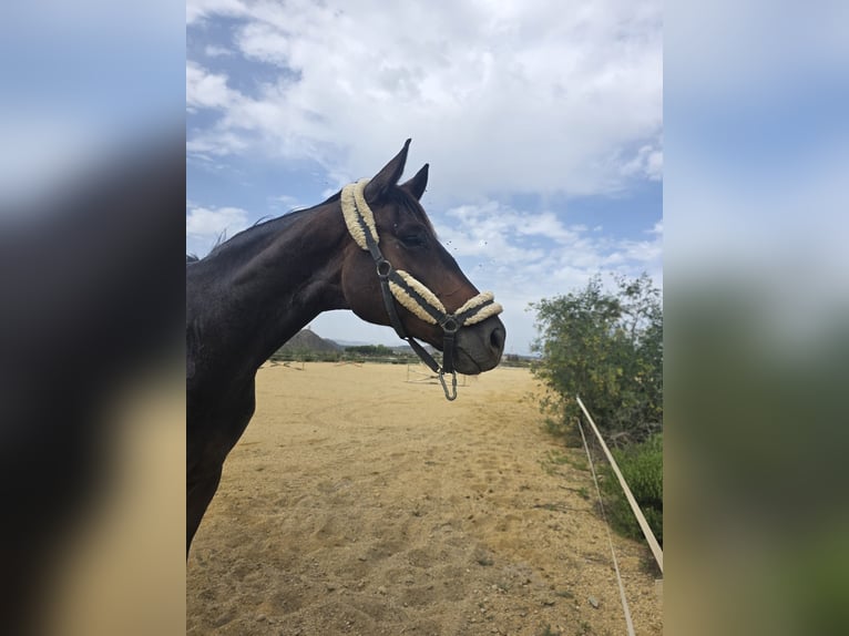 KWPN Ruin 5 Jaar 180 cm Donkerbruin in Murcia
