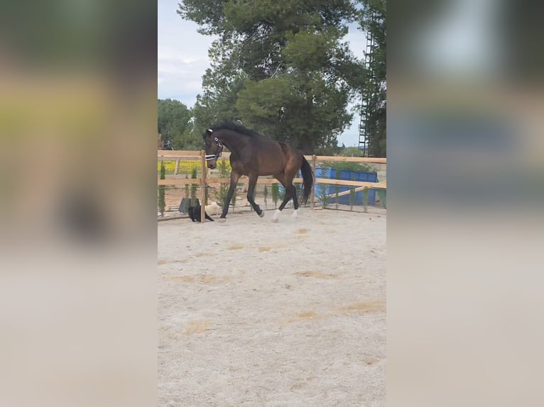 KWPN Ruin 5 Jaar 180 cm Donkerbruin in Murcia