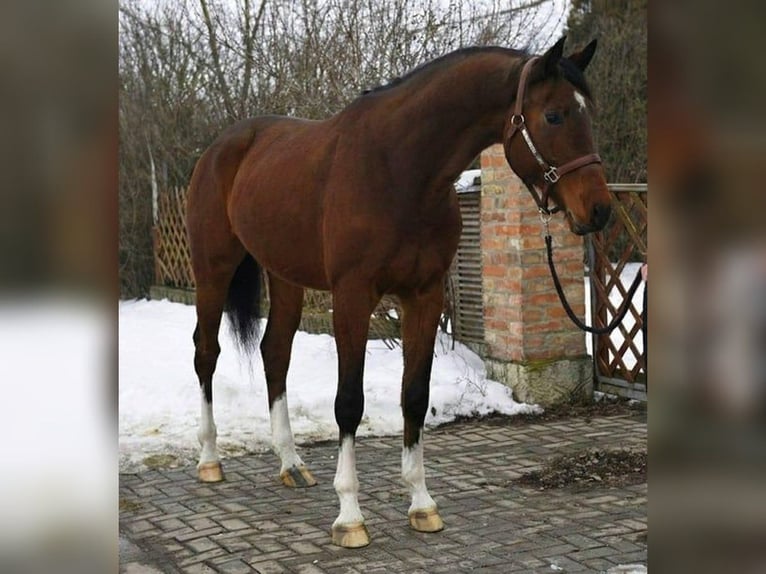 KWPN Ruin 5 Jaar Donkerbruin in Lendava/Lendva