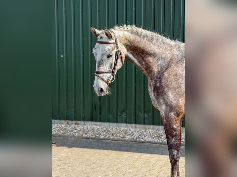 KWPN Ruin 5 Jaar Schimmel in Tönisvorst