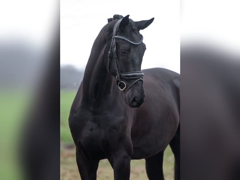 KWPN Ruin 5 Jaar Zwart in Peer