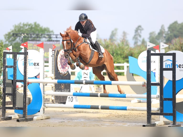 KWPN Ruin 6 Jaar 155 cm Vos in Magstadt