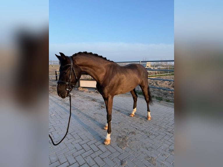 KWPN Ruin 6 Jaar 159 cm Zwart in Ouddorp