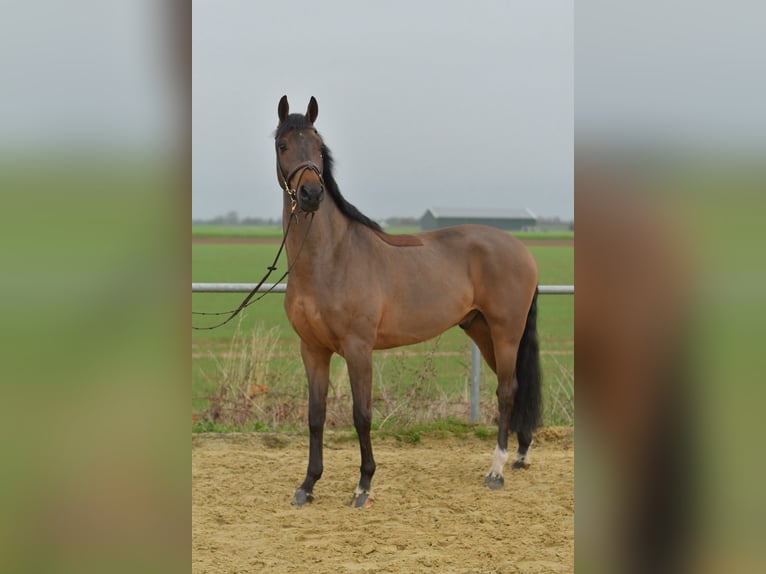 KWPN Ruin 6 Jaar 160 cm Bruin in Geilenkirchen