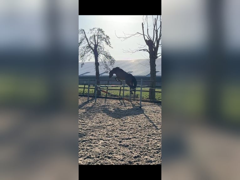 KWPN Ruin 6 Jaar 160 cm Donkerbruin in IJsselstein