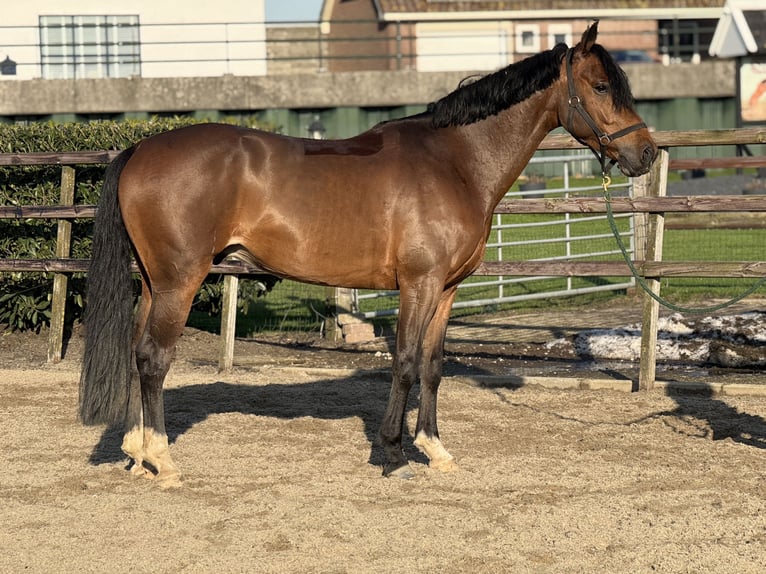 KWPN Ruin 6 Jaar 160 cm Donkerbruin in IJsselstein