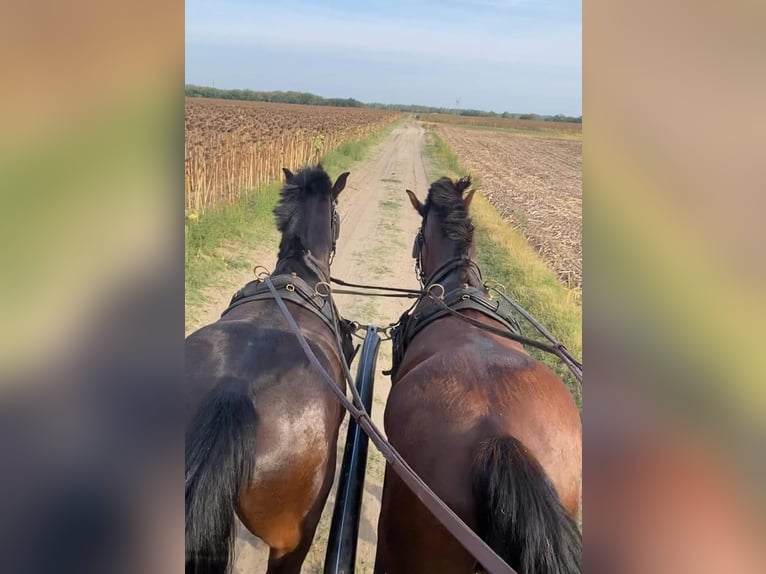 KWPN Ruin 6 Jaar 160 cm Roodbruin in Tass