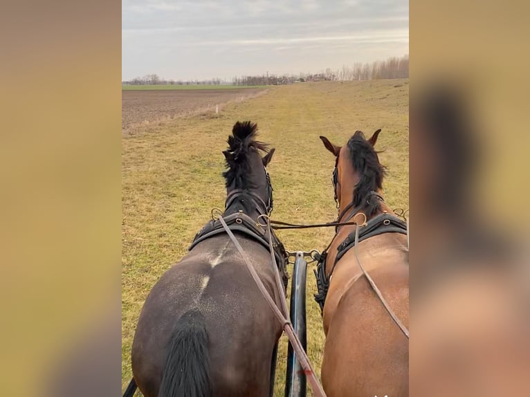 KWPN Mix Ruin 6 Jaar 160 cm Roodbruin in Tass