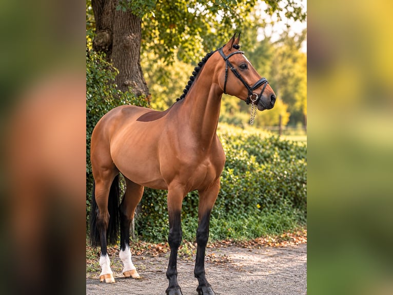 KWPN Ruin 6 Jaar 162 cm Bruin in Weert