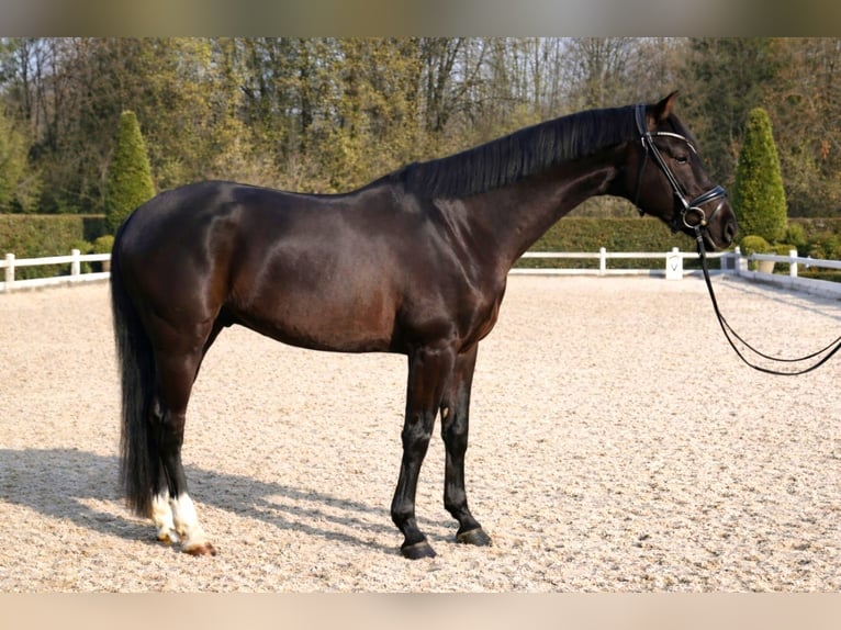 KWPN Ruin 6 Jaar 162 cm Zwart in Neuss