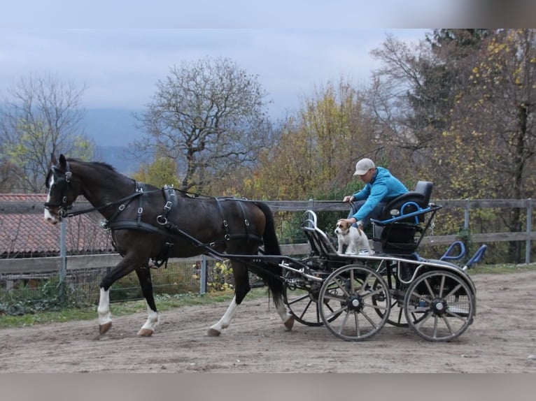 KWPN Ruin 6 Jaar 163 cm Donkerbruin in Sezana