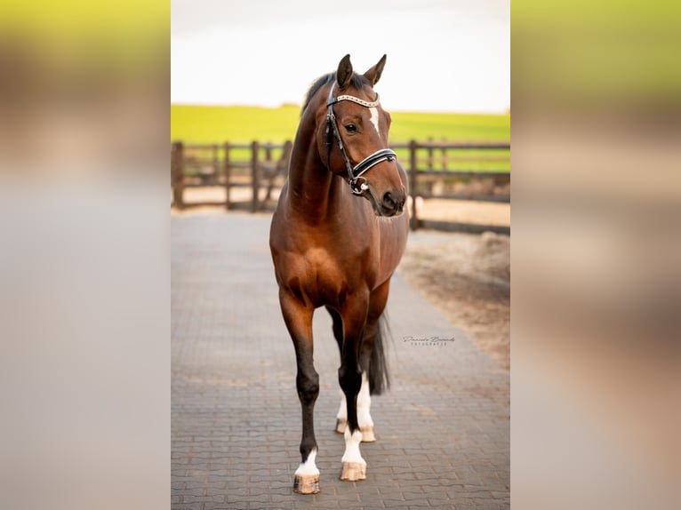 KWPN Ruin 6 Jaar 164 cm Donkerbruin in Hellendoorn