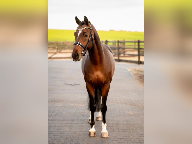 KWPN Ruin 6 Jaar 164 cm Donkerbruin in Hellendoorn