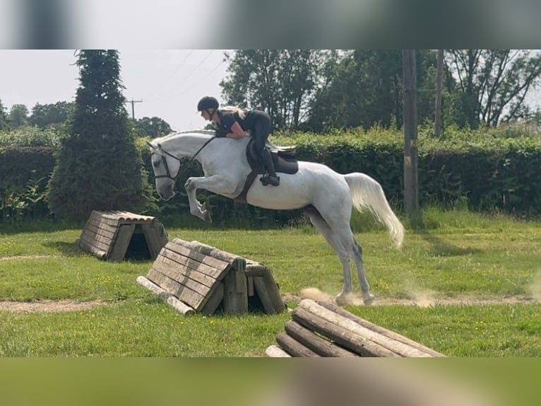 KWPN Ruin 6 Jaar 165 cm Schimmel in Canterbury