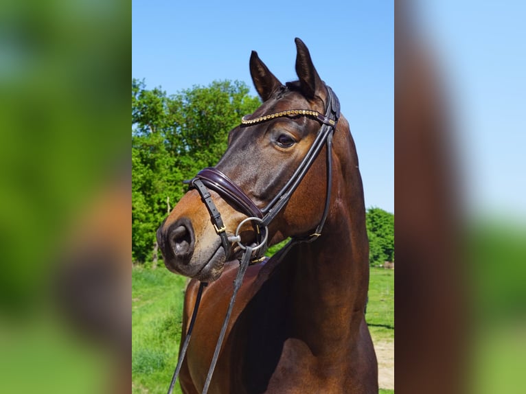 KWPN Ruin 6 Jaar 166 cm Donkerbruin in Heinsberg