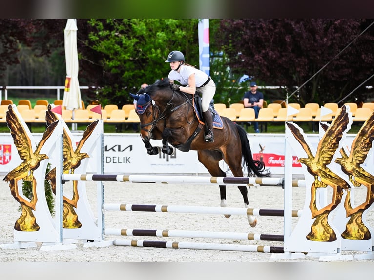 KWPN Ruin 6 Jaar 166 cm Donkerbruin in Piła