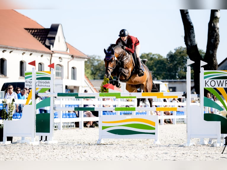 KWPN Ruin 6 Jaar 166 cm Donkerbruin in Piła