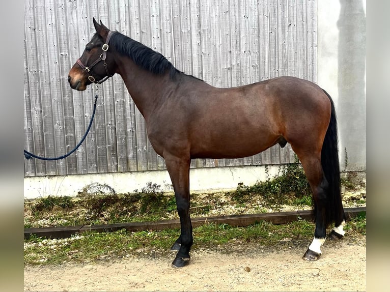 KWPN Ruin 6 Jaar 166 cm Zwartbruin in Feytiat