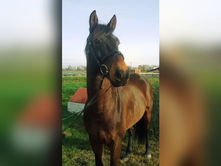 KWPN Ruin 6 Jaar 167 cm Bruin in Worms