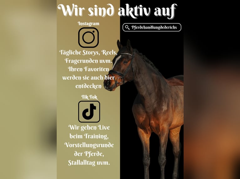 KWPN Ruin 6 Jaar 167 cm Zwartbruin in Nettersheim