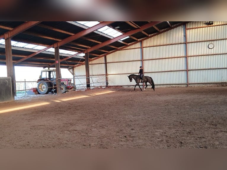 KWPN Ruin 6 Jaar 167 cm Zwartbruin in DiepenveenD