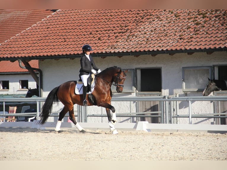 KWPN Ruin 6 Jaar 168 cm Bruin in München