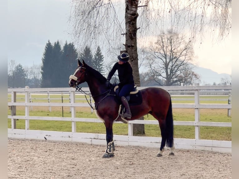 KWPN Ruin 6 Jaar 168 cm Bruin in Schlins