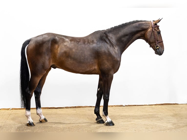 KWPN Ruin 6 Jaar 168 cm Donkerbruin in Waddinxveen