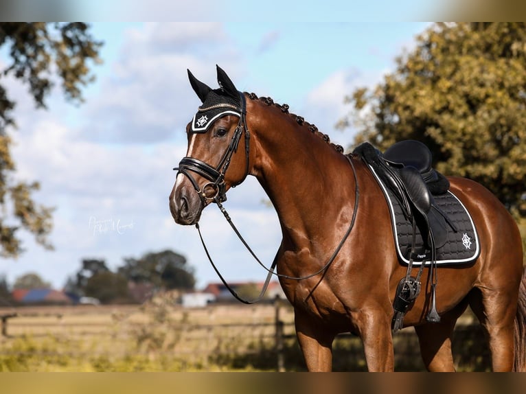 KWPN Ruin 6 Jaar 168 cm Donkere-vos in Middelharnis