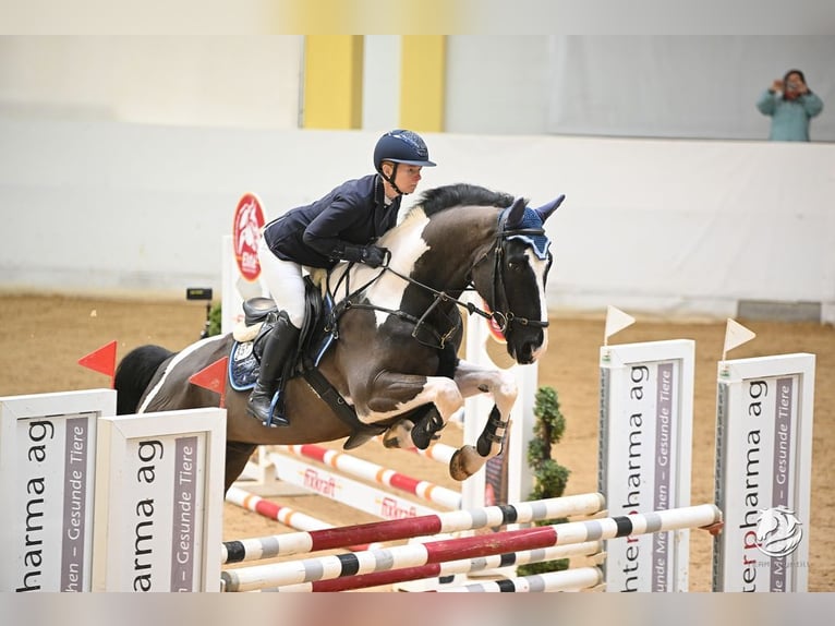 KWPN Ruin 6 Jaar 168 cm Gevlekt-paard in Loiching