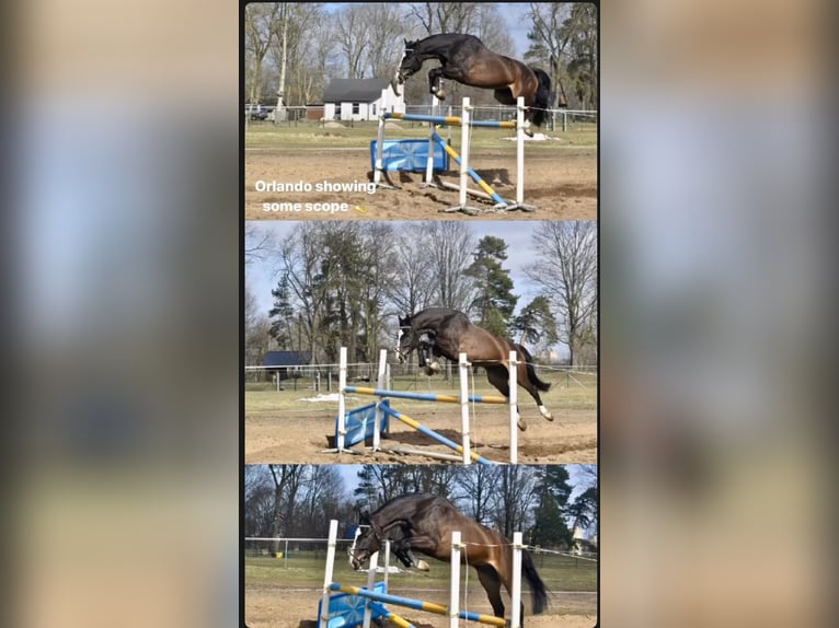 KWPN Ruin 6 Jaar 168 cm Roodbruin in Valdlau&#x10D;i