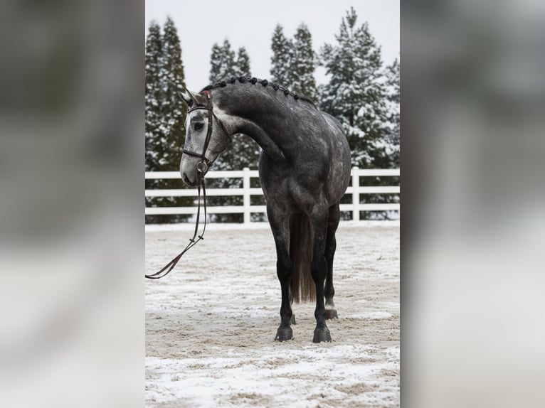 KWPN Ruin 6 Jaar 168 cm Schimmel in Mór