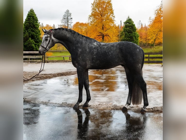 KWPN Ruin 6 Jaar 168 cm Schimmel in Mór