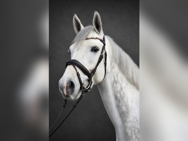 KWPN Ruin 6 Jaar 168 cm Schimmel in Königsbach-Stein