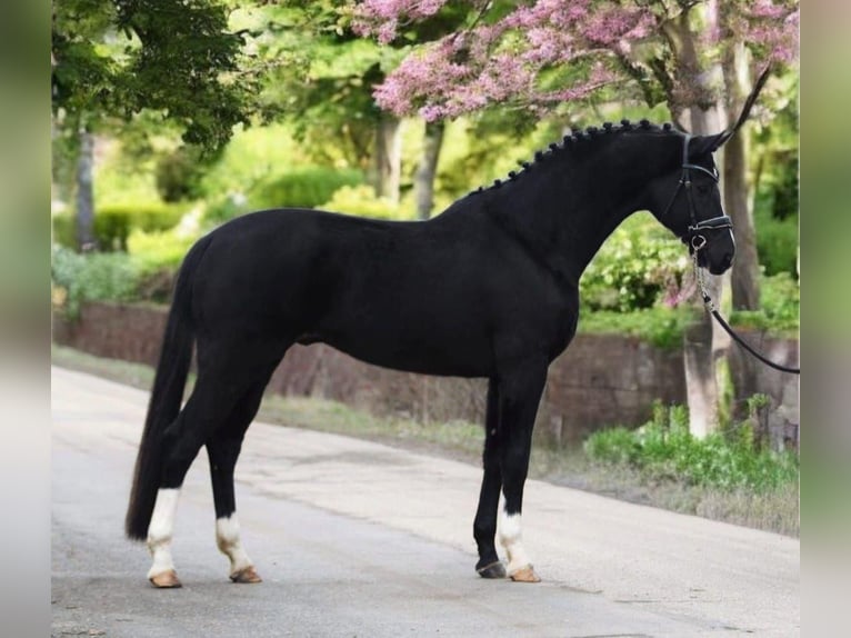 KWPN Ruin 6 Jaar 168 cm Zwart in Csabacs&#x171;d