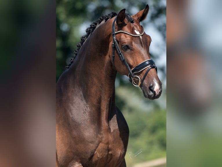 KWPN Ruin 6 Jaar 169 cm Bruin in Weert